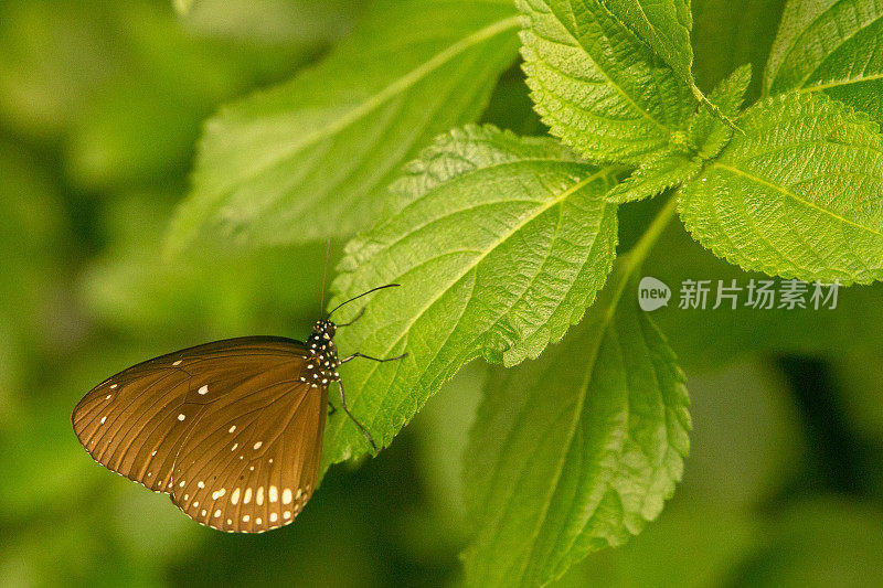 棕色帝王乌鸦蝴蝶Euploea klugii的特写镜头